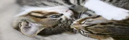 Meticcio gatti in regalo: Regalo gattini tigrati  a Provincia di Macerata - Annuncio 3