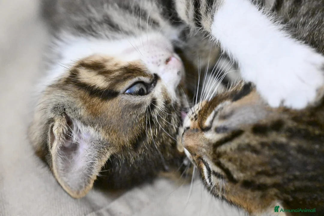 Meticcio gatti in regalo: Regalo gattini tigrati  a Provincia di Macerata - Annuncio 3