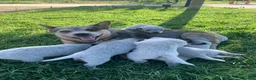 Australian Cattledog cani in vendita: Splendidi cuccioli di Australian Cattle Dog  a Provincia di Rimini - Annuncio 10