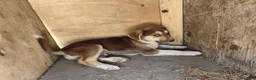Meticcio cani in regalo: LEO cucciolo meraviglioso tg contenuta - Annuncio 2