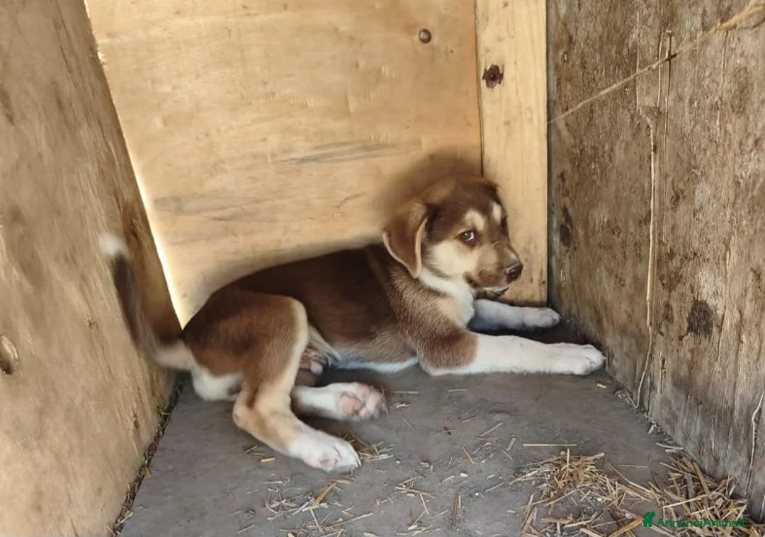 Meticcio cani in regalo: LEO cucciolo meraviglioso tg contenuta - Annuncio 2