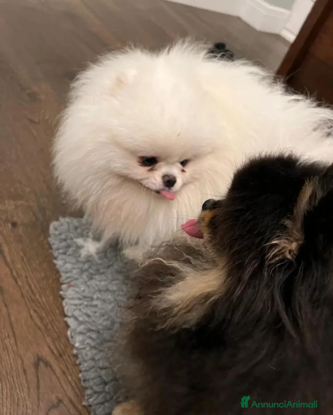 Volpino Pomerania cani in vendita: Splendidi cuccioli di Pomerania a Città metropolitana di Roma Capitale - Annuncio 20