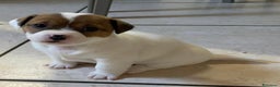 Jack Russell cani in vendita: Cuccioli jack russell - Annuncio 4