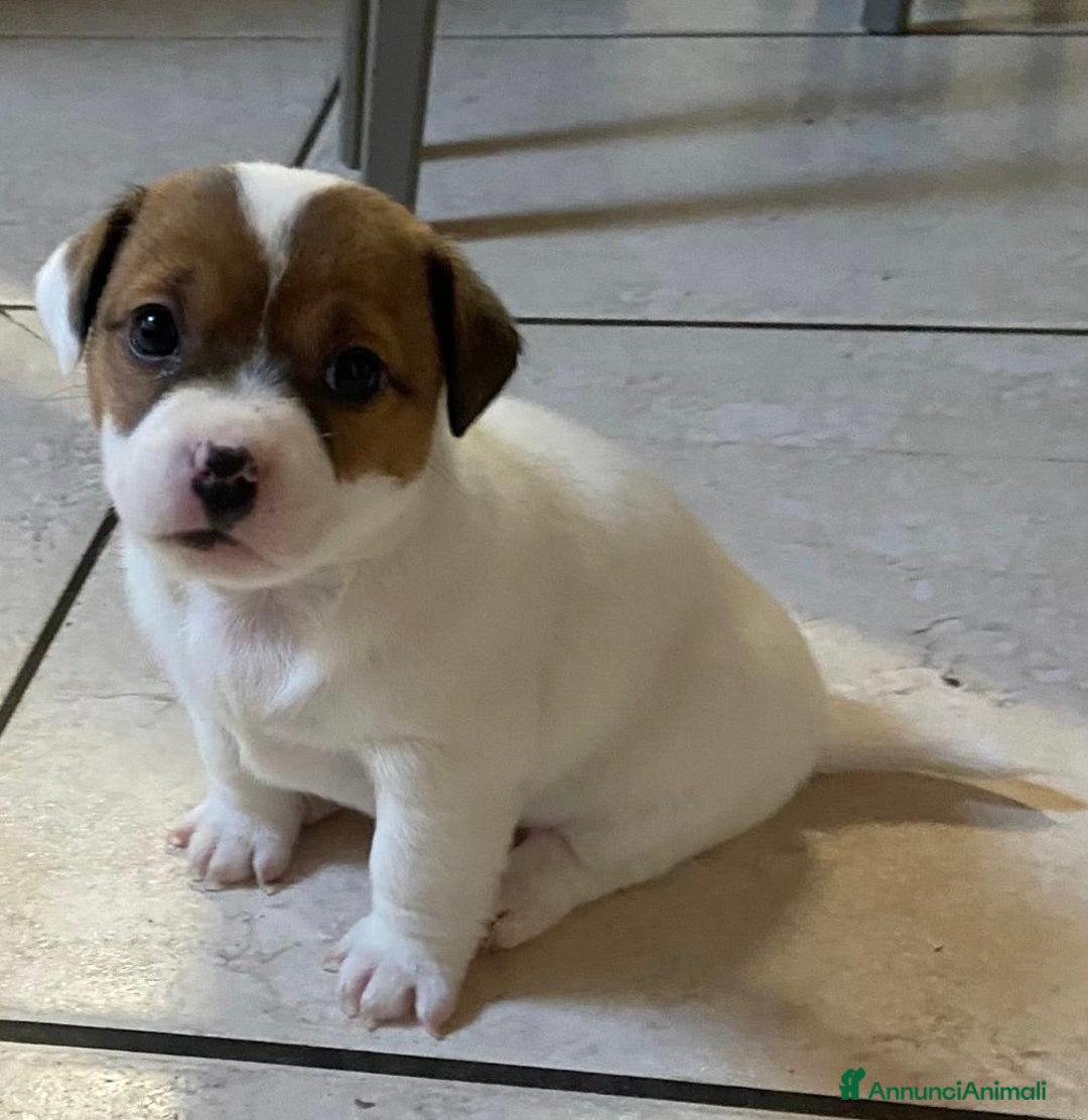 Jack Russell cani in vendita: Cuccioli jack russell - Annuncio 4