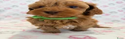 Maltipoo cani in vendita: Splendidi cuccioli di Maltipoo 💖 - Annuncio 10
