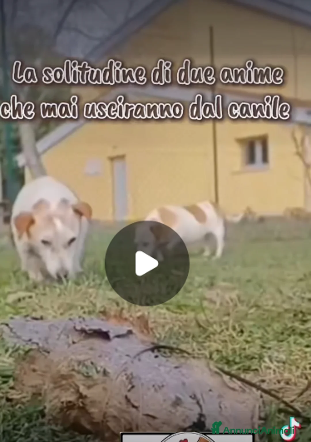 Meticcio cani in regalo: ADOZ.DEL💔:povere piccole,10an in box ad aspettare - Annuncio 2