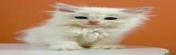 Ragdoll gatti in vendita: cuccioli ragdoll disponibili - Annuncio 6