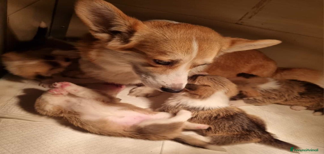 Immagine della galleria {{count}}