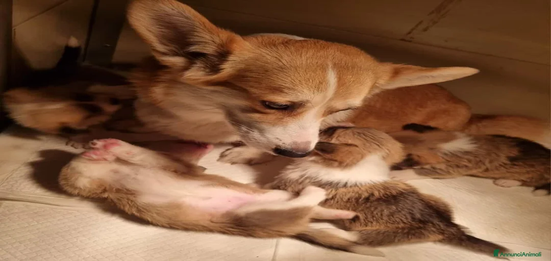 Immagine della galleria {{count}}