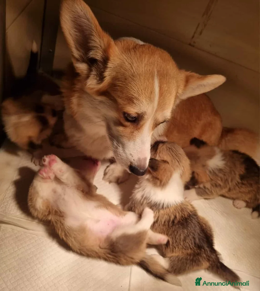 Immagine della galleria {{count}}