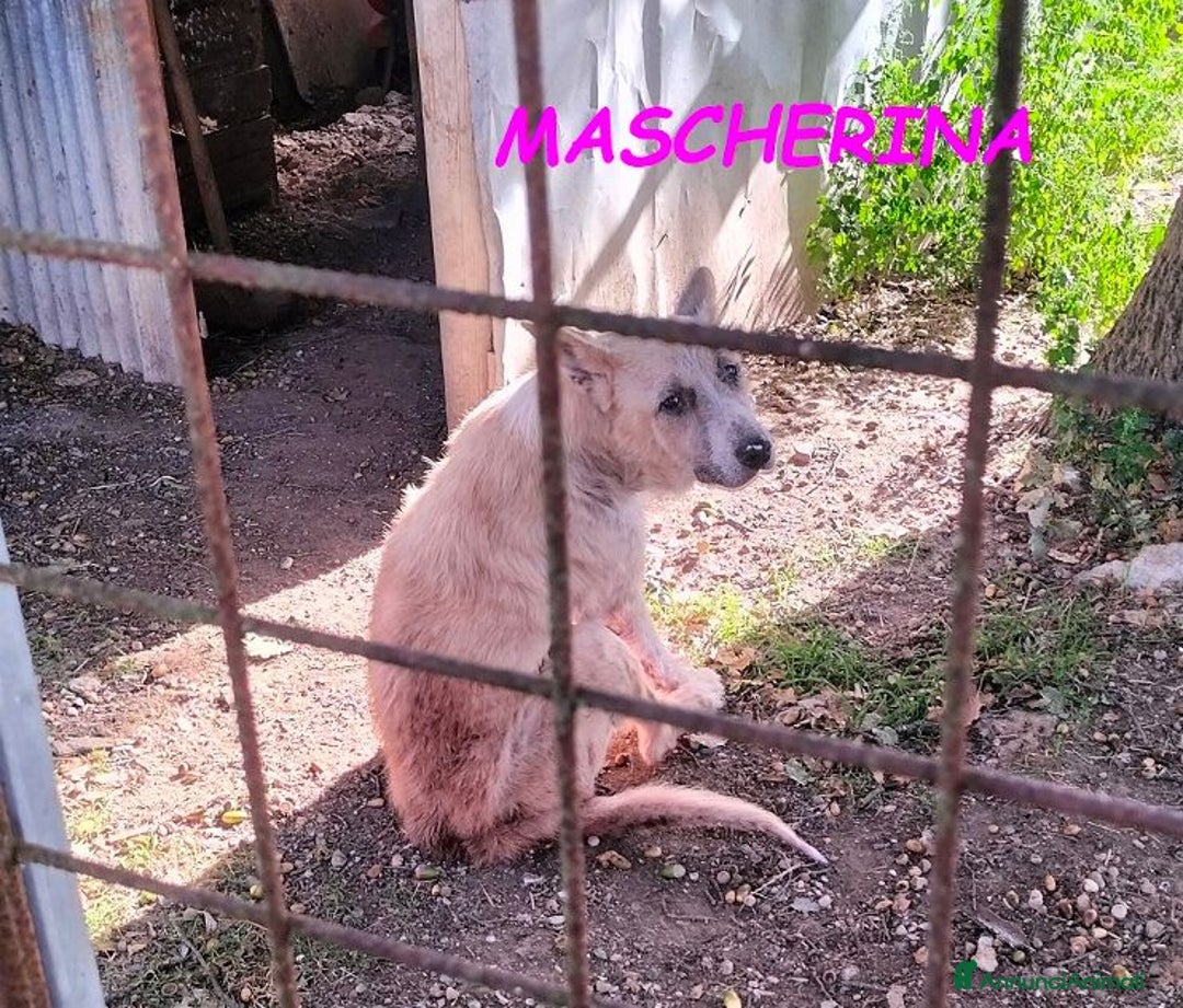 Meticcio cani in regalo: MASCHERINA merita un po' di fortuna! - Annuncio 3