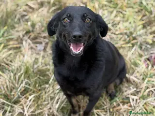 Meticcio cani STELLA, nanetta dolce da morire! - Annuncio 38