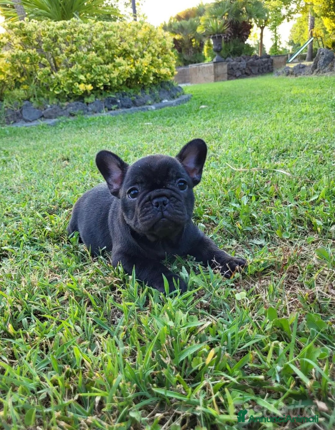 Bulldog Francese cani in vendita: Cucciole di bulldog francese con pedigree  - Annuncio 1