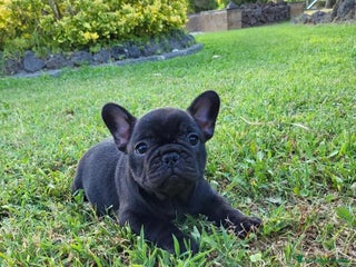 Bulldog Francese cani Cucciole di bulldog francese con pedigree - Annuncio 1