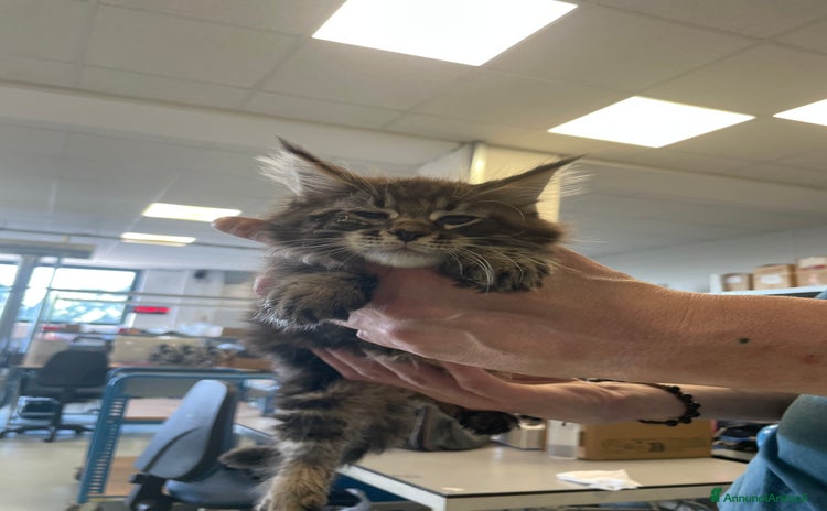 Maine Coon gatti a Provincia di Cuneo - Annuncio 10