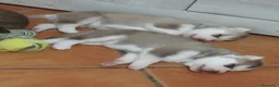 Husky cani in vendita: Cuccioli di husky  a Città metropolitana di Roma Capitale - Annuncio 5