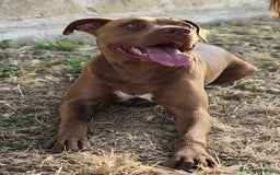 Pitbull cani in regalo: Jago, il rosso  a Città Metropolitana di Bari - Immagine 4