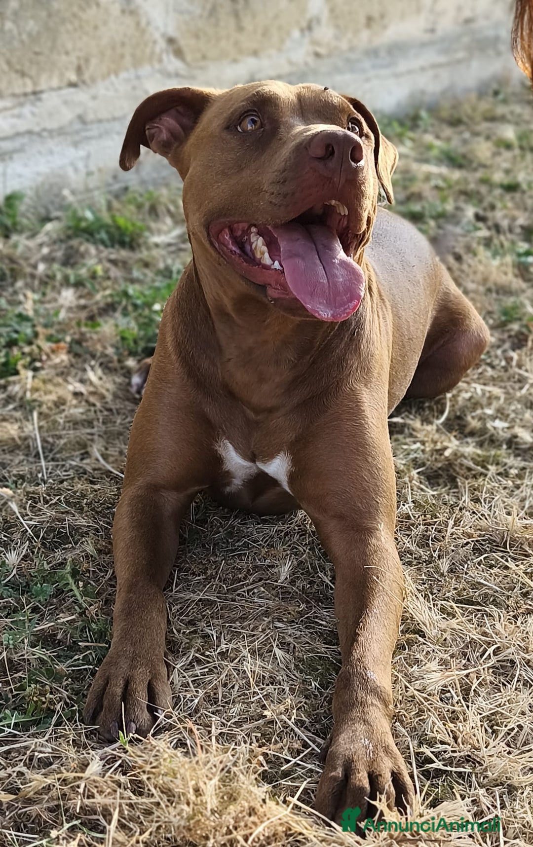 Pitbull cani in regalo: Jago, il rosso  a Città Metropolitana di Bari - Immagine 4