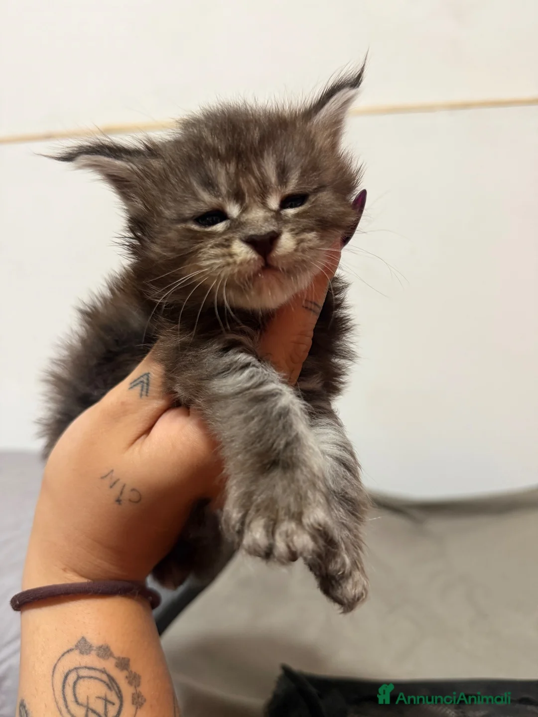 Maine Coon gatti in vendita: Maine coon con pedigree - Annuncio 2