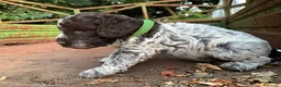 Lagotto cani in vendita: Cuccioli di lagotto  a Provincia di Viterbo - Annuncio 4