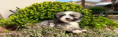 Maltipoo 1