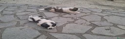 San Bernardo cani in vendita: Cuccioli di San Bernardo  a Città Metropolitana di Bologna - Annuncio 2