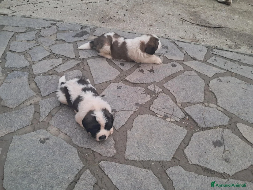 San Bernardo cani in vendita: Cuccioli di San Bernardo  a Città Metropolitana di Bologna - Annuncio 2