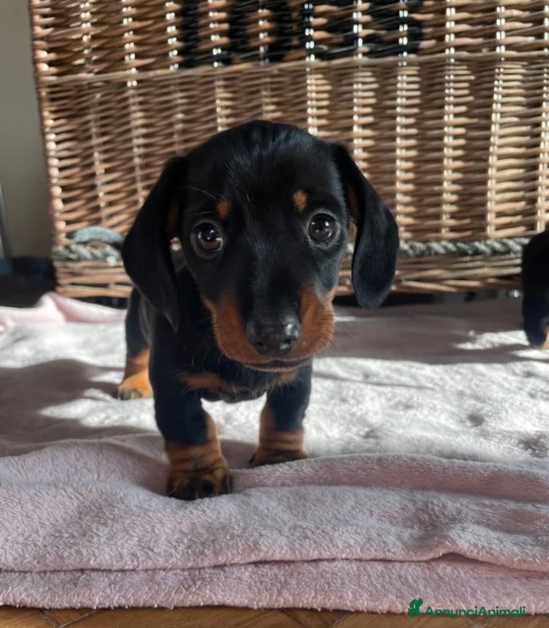 Bassotto cani in vendita: bassotti nani - Annuncio 1