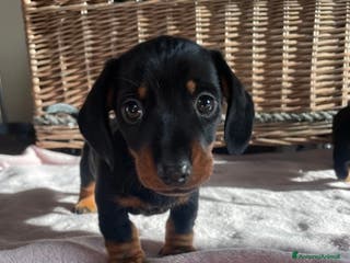 Bassotto cani bassotti nani - Annuncio 2