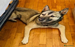 Husky cani in regalo: LUPO, piccolo mix HUSKY cerca famiglia. a Città Metropolitana di Firenze - Immagine 1