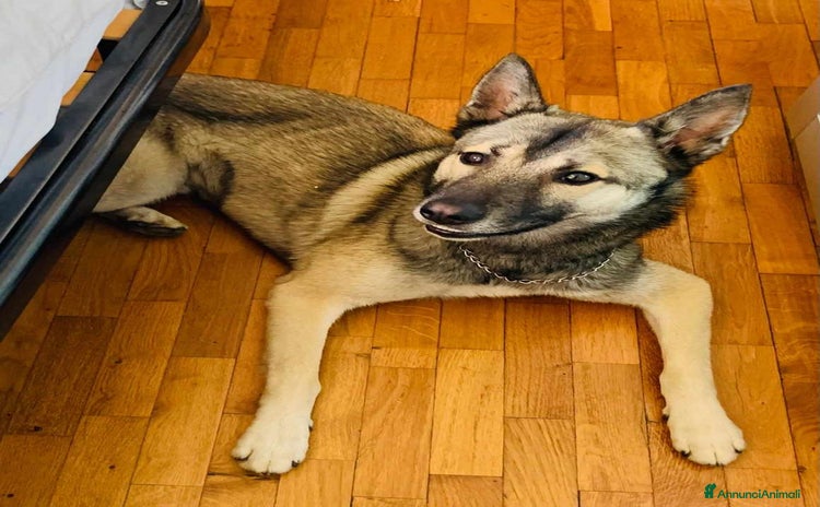 Husky cani a Città Metropolitana di Firenze - Annuncio 14