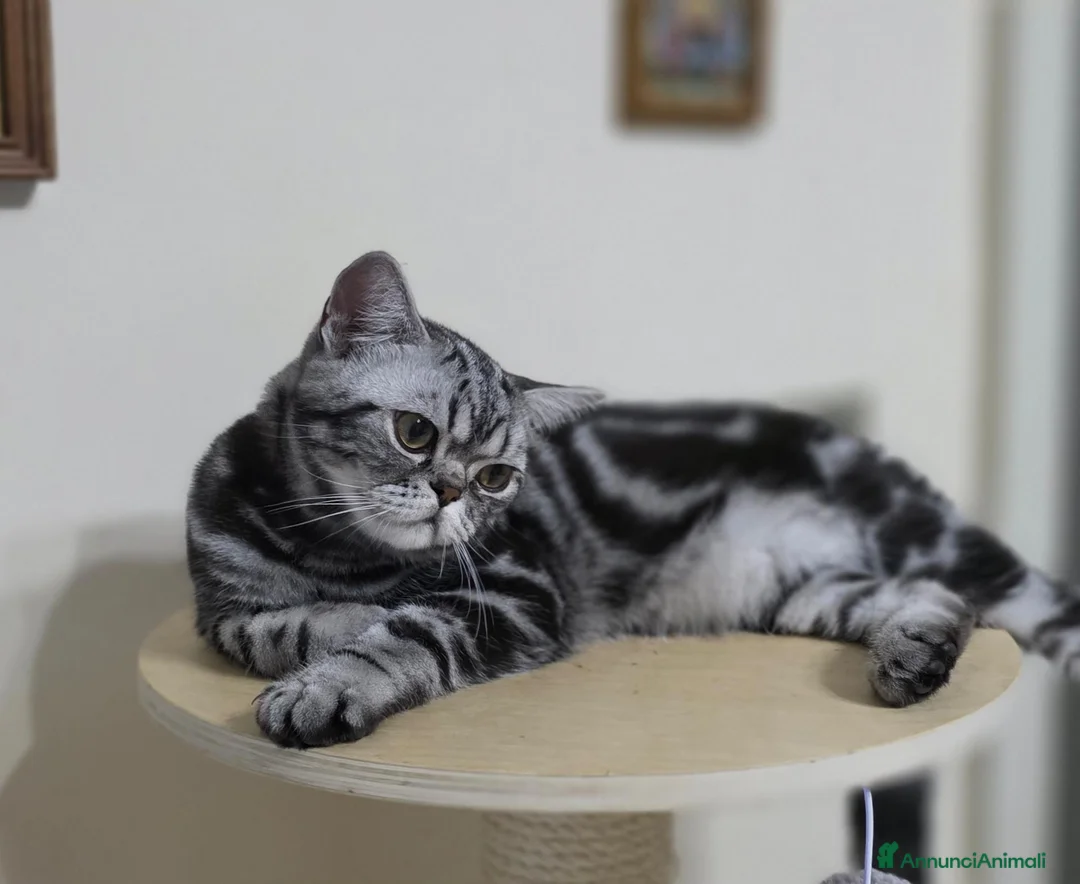 British gatti in vendita: British Shorthair con pedigree  - Annuncio 2