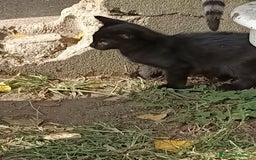 Europeo gatti in regalo: gatta 2 mesi e mezzo nera - Immagine 4