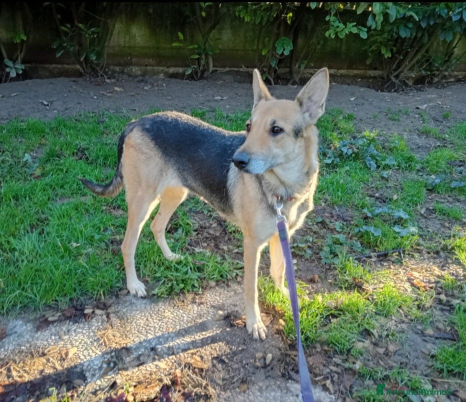 Meticcio cani Pastorina 5anni tg media ne ha viste tante.BOLOGNA - Annuncio 2