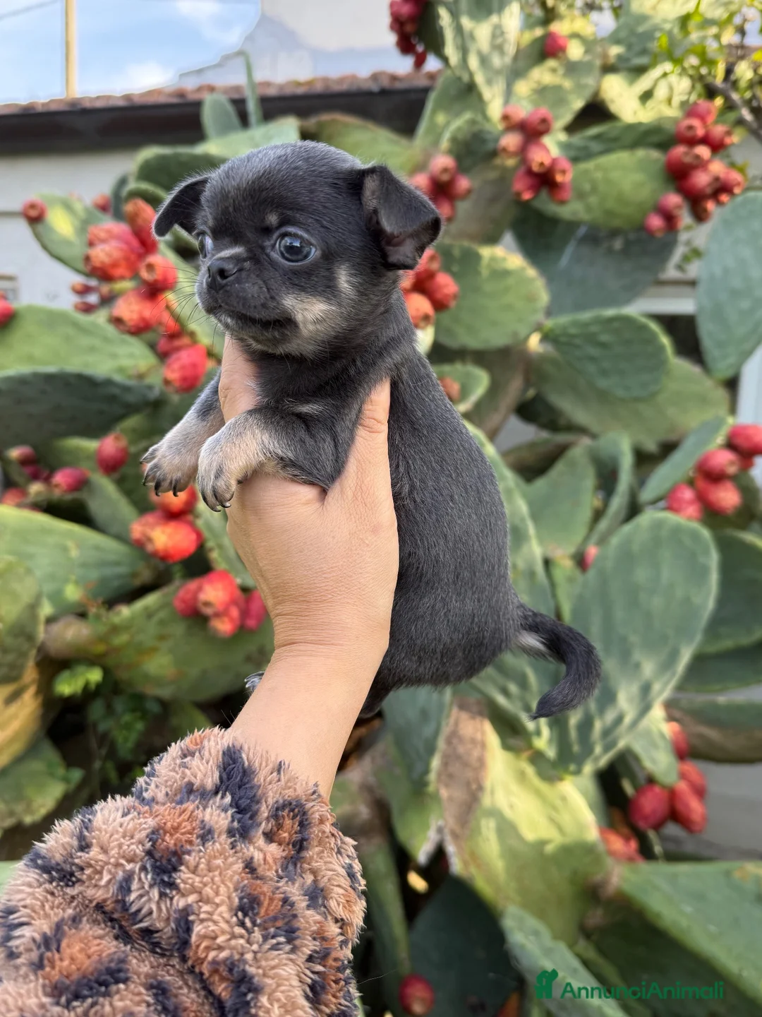 Chihuahua cani in vendita: Chihuahua mini - Annuncio 2