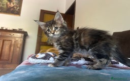 Maine Coon gatti in vendita: Maine Coon pedigree Anfi a Provincia di Modena - Immagine 15