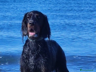 Setter Gordon cani Cuccioli di Setter Gordon - Annuncio 19