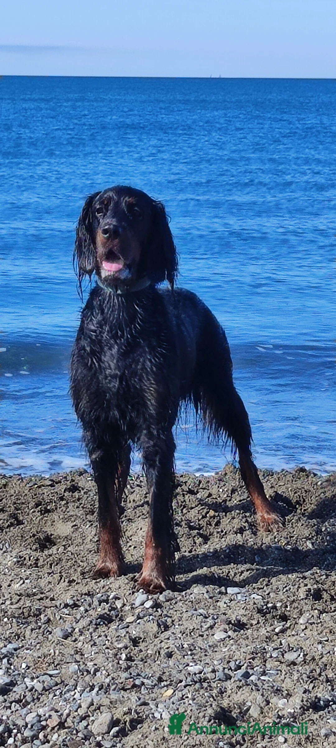 Setter Gordon cani in vendita: Cuccioli di Setter Gordon - Annuncio 1