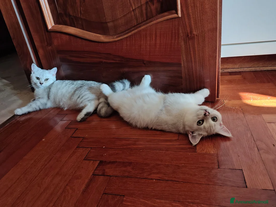 British gatti in vendita: 2 maschietti Silver Tabby  - Annuncio 2