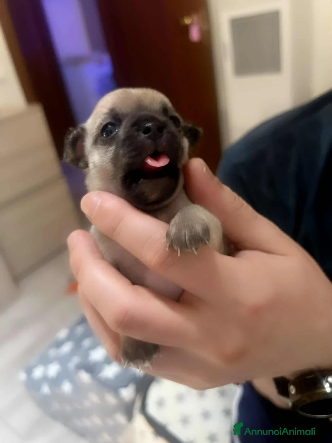 Chihuahua cani in vendita: Extra chihuahua  - Annuncio 6