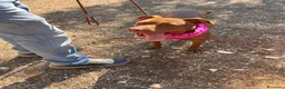 Pitbull cani in regalo: Shakira dolcissima pitbull - Annuncio 5