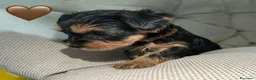 Yorkshire cani in vendita:  5 Bellissimi cuccioli di Yorkshire Terrier a Città metropolitana di Milano - Annuncio 11