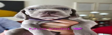 Weimaraner 7