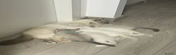 Siberiano gatti in vendita: Cuccioli di Siberiano - Annuncio 2