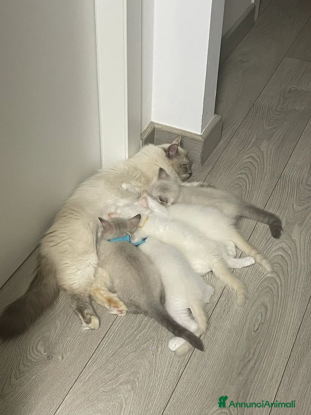Siberiano gatti in vendita: Cuccioli di Siberiano - Annuncio 2