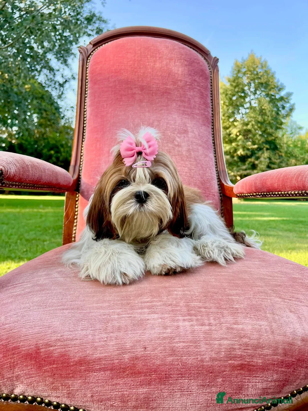 Shih Tzu cani in vendita: CUCCIOLI SHIHTZU CON PEDIGREE a Provincia di Ancona - Annuncio 5