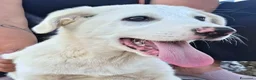 Meticcio cani in regalo: Cucciola 3 mesi taglia media vaccinata  a Provincia di Verona - Annuncio 1