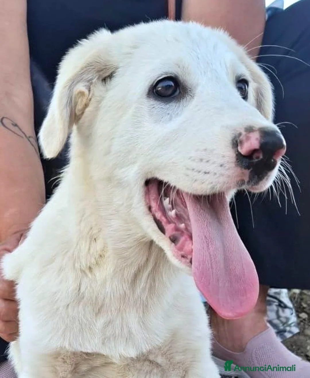 Meticcio cani in regalo: Cucciola 3 mesi taglia media vaccinata  a Provincia di Verona - Annuncio 1