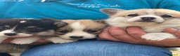 Corgi Pembroke cani in vendita: Corgi Pembroke con pedigree - Annuncio 8