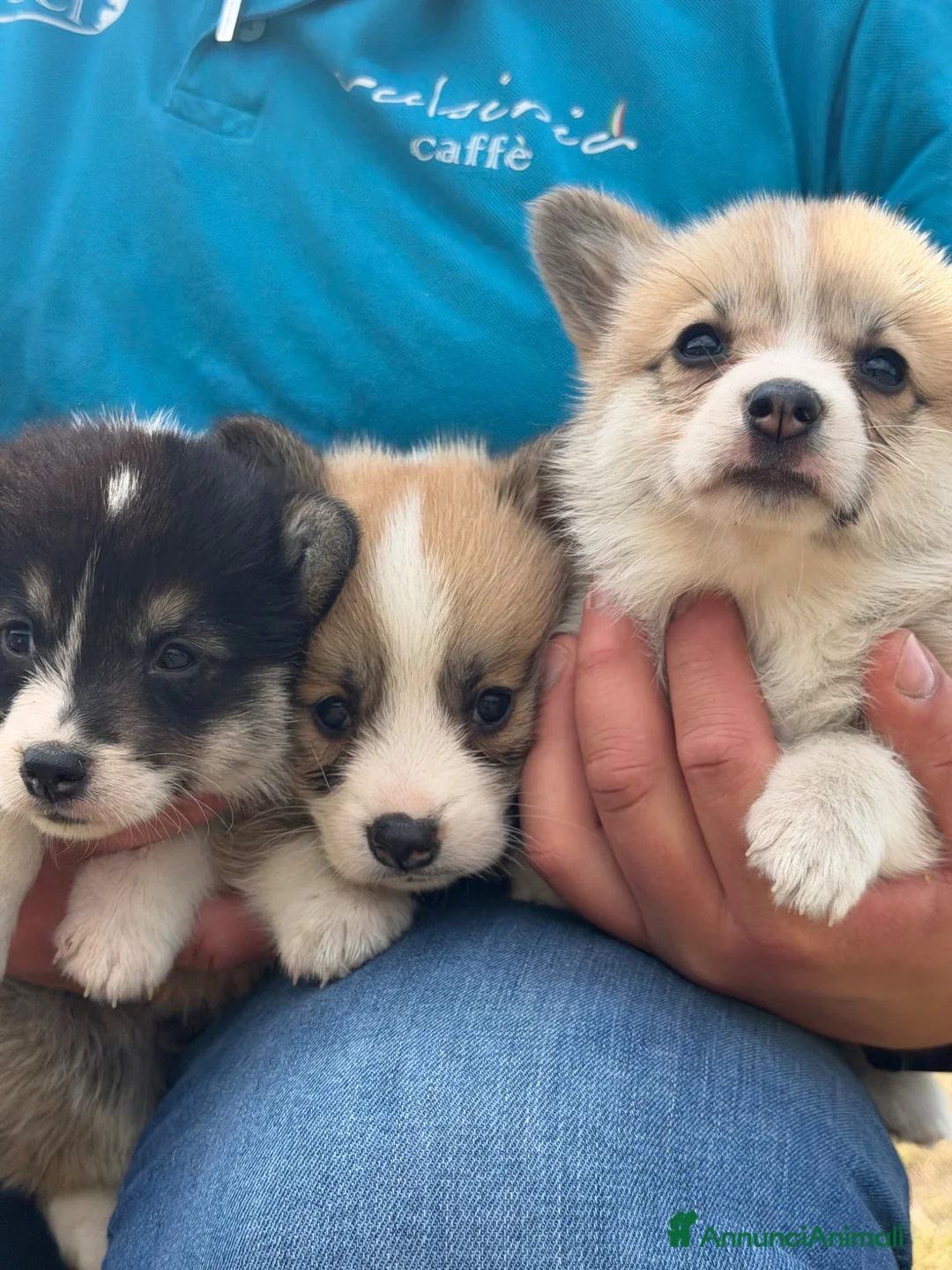 Corgi Pembroke cani in vendita: Corgi Pembroke con pedigree - Annuncio 8